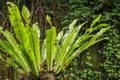 Asplenium nidus Epiphyte leaves close up. Soft focus green leaves of Fern Bird`s Nest in the tropical jungle, exterior outdoor Royalty Free Stock Photo
