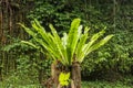 Asplenium nidus Epiphyte leaves close up. Soft focus green leaves of Fern Bird`s Nest in the tropical jungle, exterior outdoor Royalty Free Stock Photo