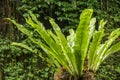 Asplenium nidus Epiphyte leaves close up. Soft focus green leaves of Fern Bird`s Nest in the tropical jungle, exterior outdoor Royalty Free Stock Photo