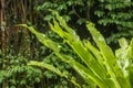 Asplenium nidus Epiphyte leaves close up. Soft focus green leaves of Fern Bird`s Nest in the tropical jungle, exterior outdoor Royalty Free Stock Photo