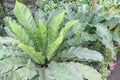 Asplenium nidus on farm for sell Royalty Free Stock Photo