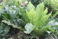 Asplenium nidus on farm for sell Royalty Free Stock Photo