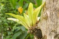 Asplenium nidus growing on the trees eyes Royalty Free Stock Photo