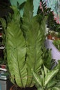 Asplenium nidus leaf plant also called Bird's-nest fern Royalty Free Stock Photo