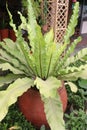 Asplenium nidus leaf plant also called Bird's-nest fern Royalty Free Stock Photo