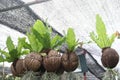 Asplenium nidus leaf plant also called Bird's-nest fern Royalty Free Stock Photo