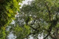 Asplenium Nidus parasites on branches in the crown of a huge tropical tree. Green leaves of Asplenium nidus. Bird`s Nest Fern is Royalty Free Stock Photo