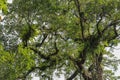 Asplenium Nidus parasites on branches in the crown of a huge tropical tree. Green leaves of Asplenium nidus. Bird`s Nest Fern is Royalty Free Stock Photo