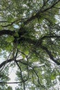 Asplenium Nidus parasites on branches in the crown of a huge tropical tree. Green leaves of Asplenium nidus. Bird`s Nest Fern is Royalty Free Stock Photo