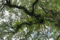 Asplenium Nidus parasites on branches in the crown of a huge tropical tree. Green leaves of Asplenium nidus. Bird`s Nest Fern is Royalty Free Stock Photo