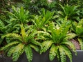 Asplenium Nidus or Bird`s nest fern in a garden.Nest fern green leave in nature background. Royalty Free Stock Photo