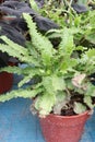 Asplenium scolopendrium leaf plant on pot in nursery Royalty Free Stock Photo