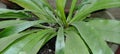 asplenium Scorpio or called kadaka can also be grown in pots, take a closer look