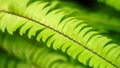 Maidenhair spleenwort Royalty Free Stock Photo