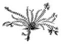 Asplenium Trichomanes Cristatum vintage illustration