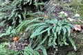 Asplenium trichomanes fern grows on the stone Royalty Free Stock Photo
