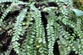 Asplenium trichomanes fern grows on the stone Royalty Free Stock Photo