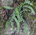 Asplenium trichomanes fern grows on the stone