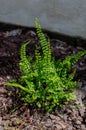 Asplenium trichomanes, the maidenhair spleenwort in the botany in Poland Royalty Free Stock Photo