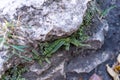 Asplenium trichomanes, the maidenhair spleenwort Royalty Free Stock Photo