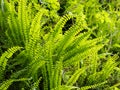 Asplenium trichomanes or maidenhair spleenwort fern bright green fronds Royalty Free Stock Photo