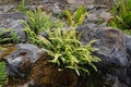 Asplenium trichomanes or maidenhair spleenwort fern plant