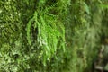 Asplenium trichomanes, the maidenhair spleenwort is a small fern from the family Aspleniaceae. Royalty Free Stock Photo