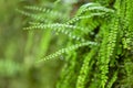 Asplenium trichomanes, the maidenhair spleenwort is a small fern from the family Aspleniaceae. Royalty Free Stock Photo