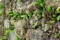 Asplenium trichomanes, the maidenhair spleenwort, is a small fern in the spleenwort genus Asplenium. It is a widespread and common Royalty Free Stock Photo