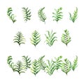 Asplenium.Watercolor set of green fern leaves. Hand drawn watercolor illustration.