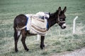 Ass, pictures of donkeys, shepherd`s asses, beautiful cargo carrying a load, sable donkey, black donkey, amiable ass, beautiful do Royalty Free Stock Photo