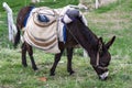 Ass, pictures of donkeys, shepherd`s asses, beautiful cargo carrying a load, sable donkey, black donkey, amiable ass, beautiful do