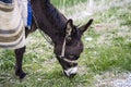 Ass, pictures of donkeys, shepherd`s asses, beautiful cargo carrying a load, sable donkey, black donkey, amiable ass, beautiful do