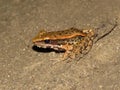 Assam forest frog, Hylarana leptoglossa, Nameri Tiger Reserve, Assam Royalty Free Stock Photo