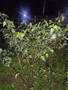 Assam Green chili tree and agricultural image