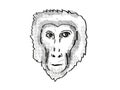 Assam Macaque Monkey Cartoon Retro Drawing