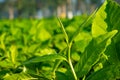 ASSAM TEA BUD WITH ITS YOUNG LEAVES AND WATER DROPS