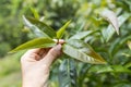 Assam tea leaves in female farmer hand over blurred tea plantation background