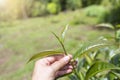 Assam tea leaves in female farmer hand over blurred tea plantation background