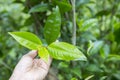 Assam tea leaves in female hand over blurred tea plantation background