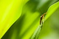 An assasin bug in leaves Royalty Free Stock Photo