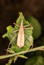 Assasin bug rainforest jungle Royalty Free Stock Photo