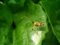 assasin bug is waiting for prey Royalty Free Stock Photo