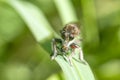 Assasin fly on a green leaf , in the garden