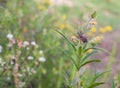 Assasin thread-legged bug on wildflowers meadow