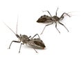 Assassin Bug Royalty Free Stock Photo