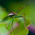 Assassin bug Royalty Free Stock Photo