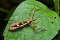 Assassin bug Royalty Free Stock Photo