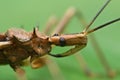 Assassin bug