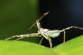 Assassin bug closeup (Rhynocoris iracundus), Satara, Maharashtra, India Royalty Free Stock Photo